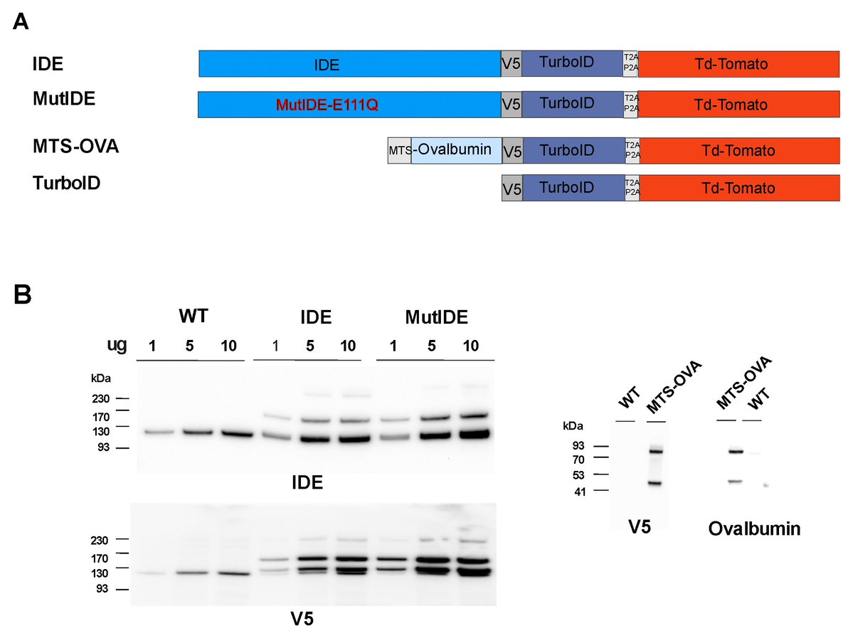 Biomol_MDPI's tweet image. #HighlyAccessedPaper
"Insulin-Degrading Enzyme Interacts with Mitochondrial Ribosomes and Respiratory Chain Proteins" by Ayse Yilmaz, et al.
Cited 3 times | Viewed 2353 times
Read now ➡️ brnw.ch/21wUik0
#Insulin #MitochondrialFunction #ProteinHomeostasis