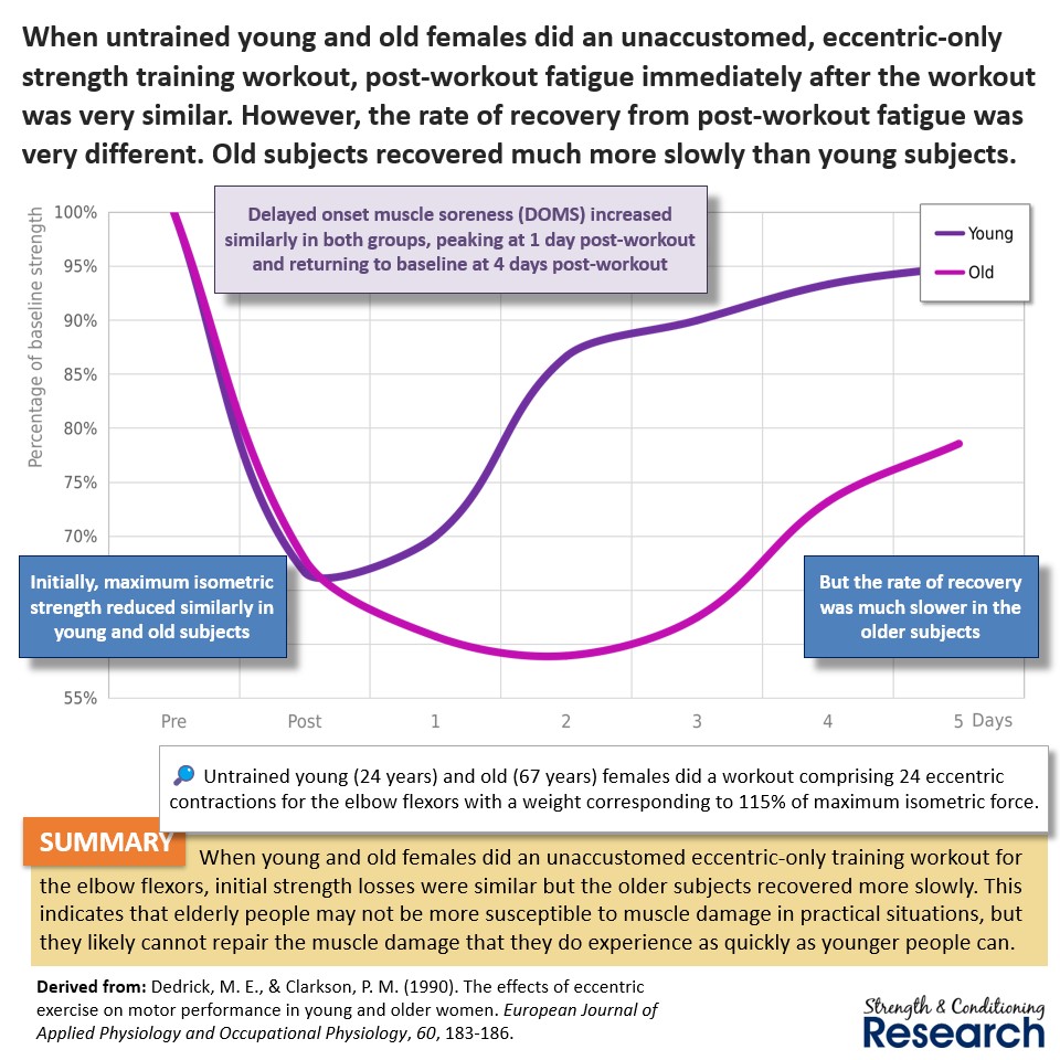 Matching the results of animal models, elderly people recover more slowly from a strength training workout compared to younger people, even when immediate post-workout fatigue is similar. This shows that the recovery processes are impaired.