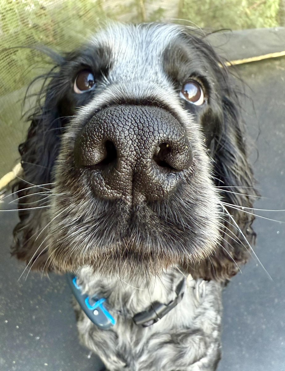 HearingDogs's tweet image. Start your day off in the best possible way with a big 'boop' for super Cooper 🐶
Go on, you know you want to!