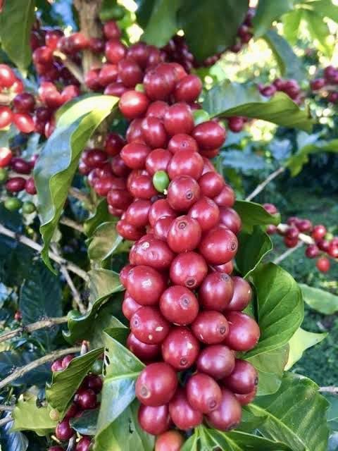 OWC_ug's tweet image. For years, coffee has led Uganda’s exports and this has been mainly from Eastern and central regions, but now, Northern Uganda is stepping into the spotlight. With fertile soils, ideal climate, and growing investment, districts like Agago, Omoro, Nebbi, and Zombo are already…