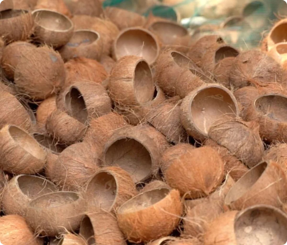VSF202's tweet image. ♻️ Bulk Coconut Shell from Vietnam – used in charcoal, carbon, biofuel, and industrial fillers. Clean, sorted, and export-ready.
📦 Bulk bags | 📅 Delivery in 7–10 days
📩 export2@vietseafarm.com.vn | 📞 +84 347 499 738
#CoconutShell #IndustrialUse