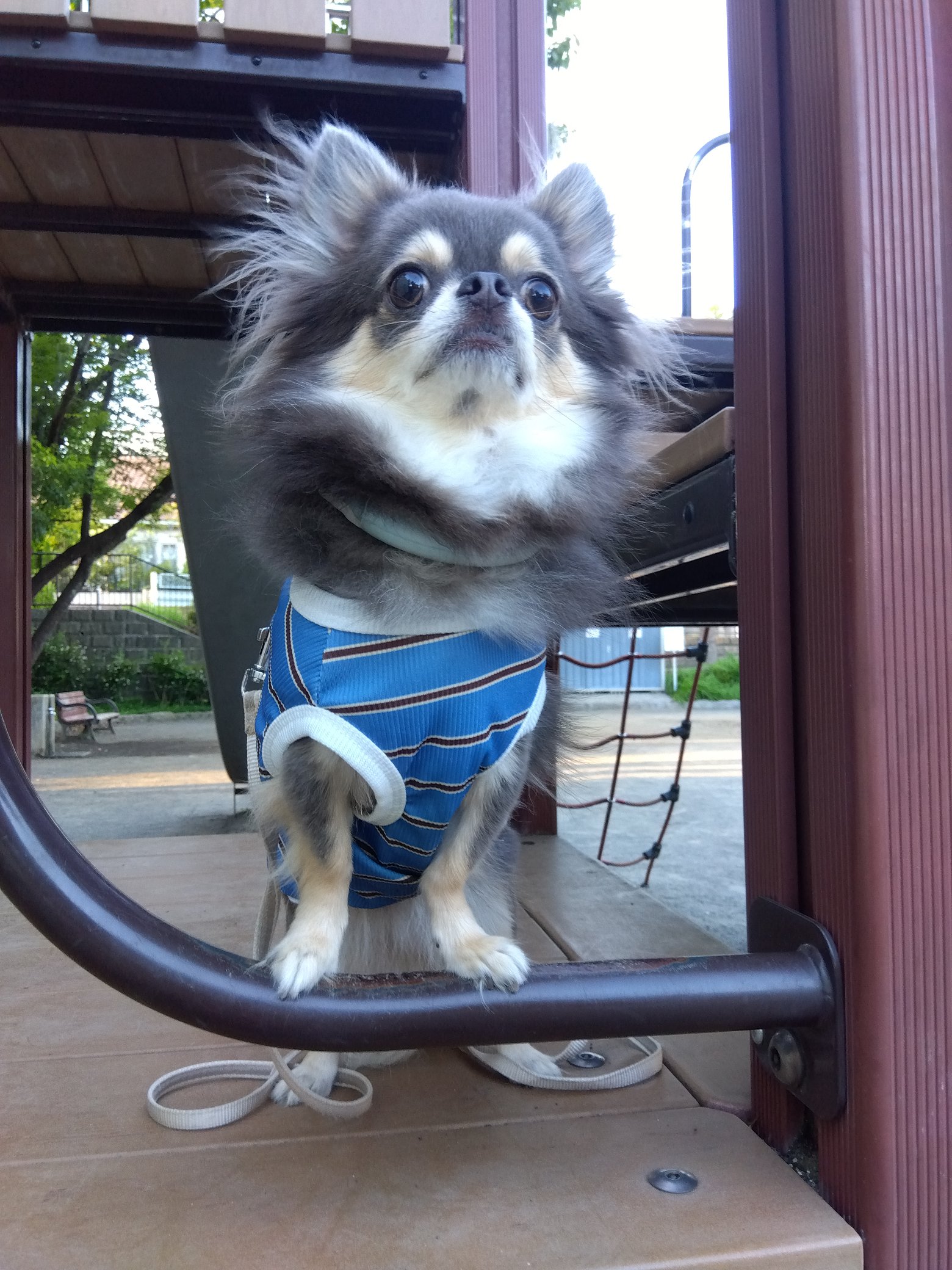 チワワ 🐾ちくわ🐾 on X: 