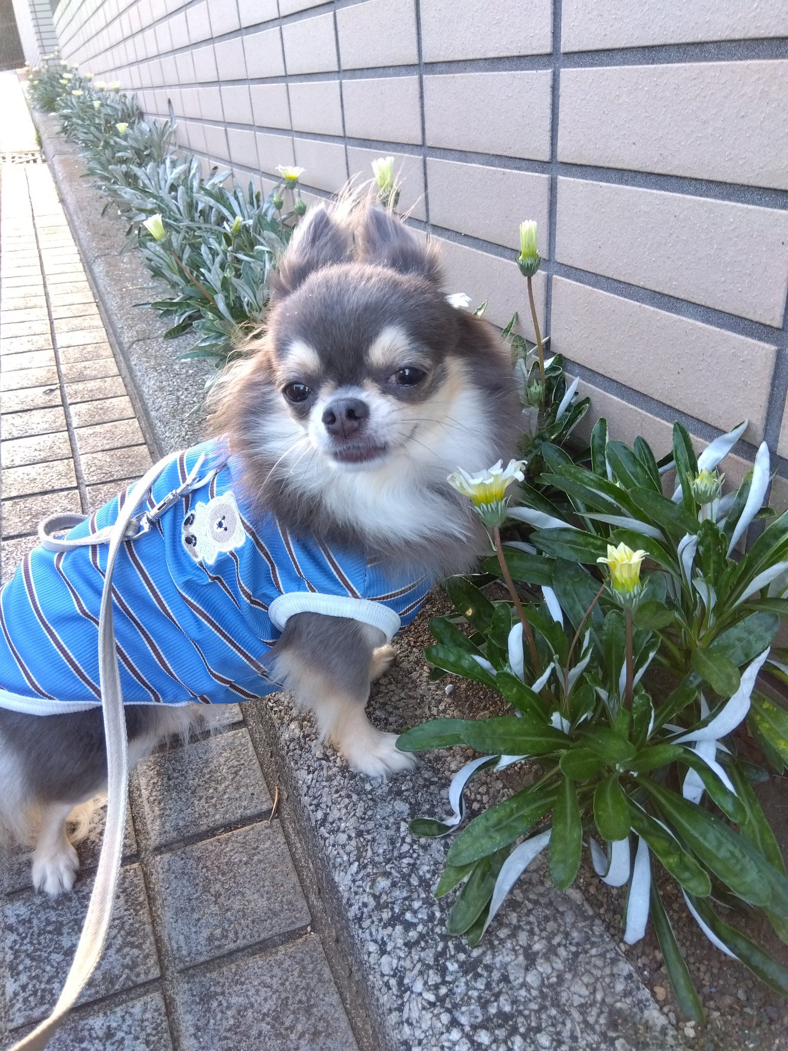 チワワ 🐾ちくわ🐾 on X: 