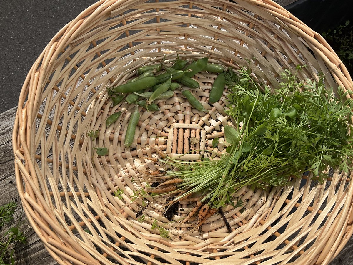 Today Apple class harvested the peas and carrots we have been growing this term. Our peas plant is really healthy we are hoping there will be some peas for the children to discover next term.