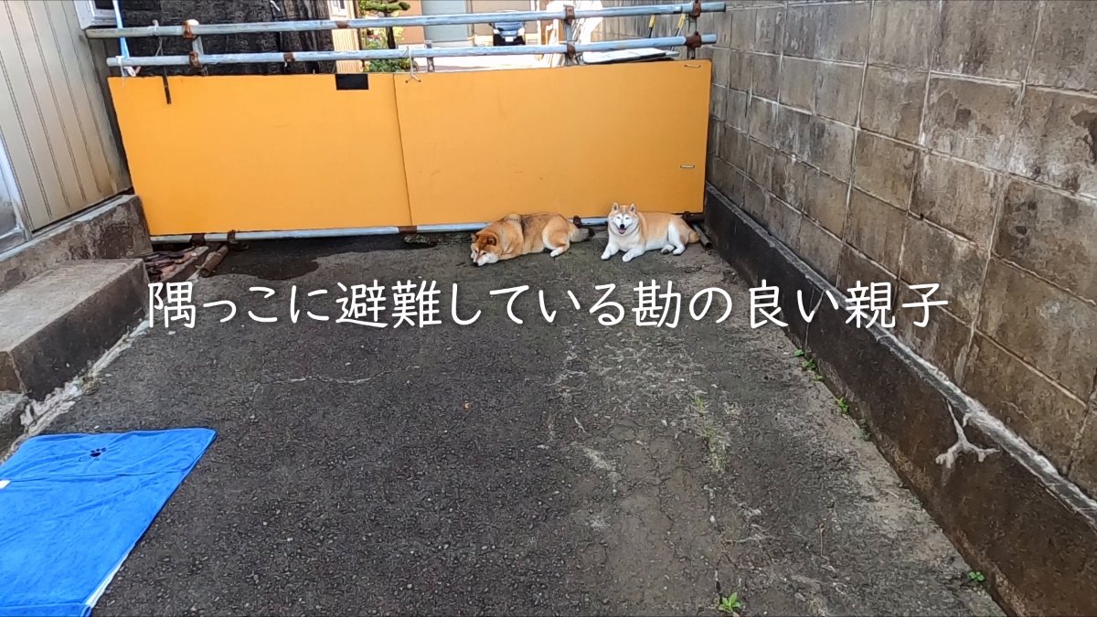 GMJpaCSCbuIDYDw's tweet image. 2025年7月26日(土)
洗うにはいい日だった
#dog #shiba #犬 #柴犬 #丸柴 #犬のいる生活 #柴犬がいる暮らし
動画はコチラより
youtu.be/llPQzsbkT98