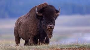 JGriff4CO's tweet image. 🦬 Bison Saves Colorado.
🌾 Regrows grasslands
💧 Restores water + soil
💰 Cuts rancher costs, boosts rural income
🥩 Delivers lean, local protein
🏛️ Powered by state investment + USDA markets
Stronger land. Stronger economy.
This is the Bison Economy.
#FarmToFuture…