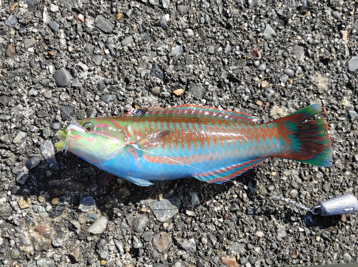 DECCAPYES's tweet image. 本日の釣果はエソ5匹とベラが一匹🎣
綺麗でした😍
もうすぐ竹芝。
楽しい旅でございました🙏