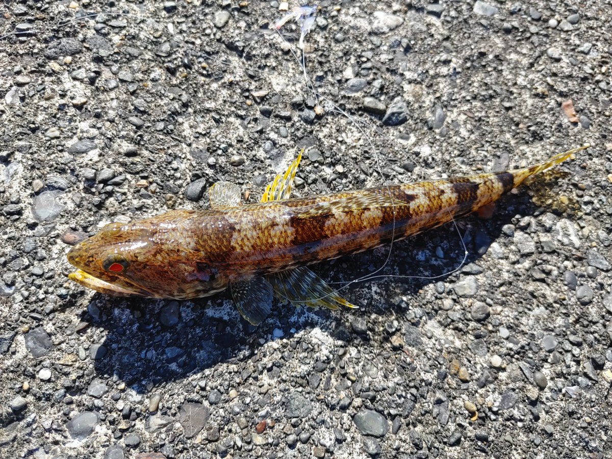 DECCAPYES's tweet image. 本日の釣果はエソ5匹とベラが一匹🎣
綺麗でした😍
もうすぐ竹芝。
楽しい旅でございました🙏