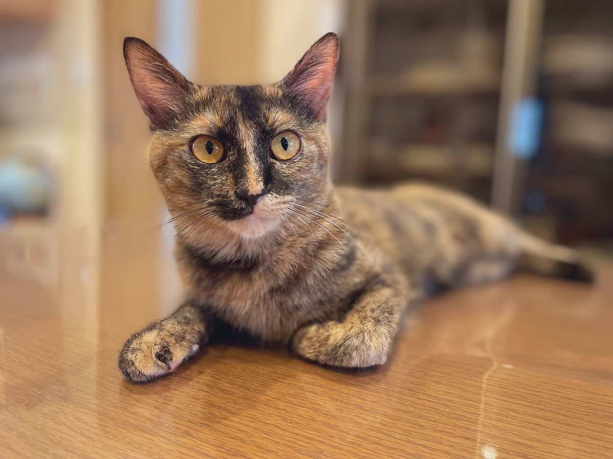 テーブルの上でゴロゴロしないでねってお願いしたらこのお顔😼