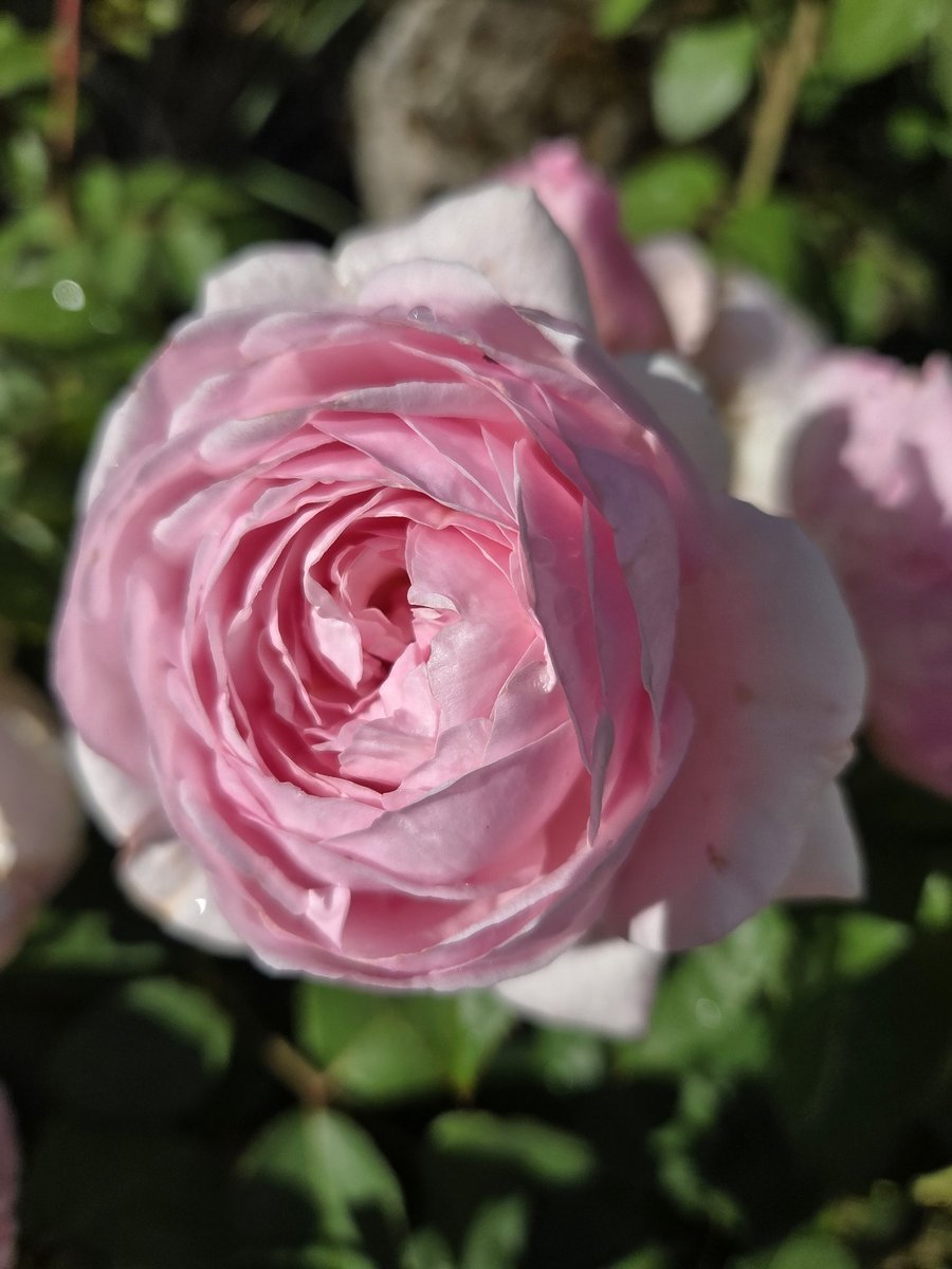 Few photos from the garden renovation project far more to go..