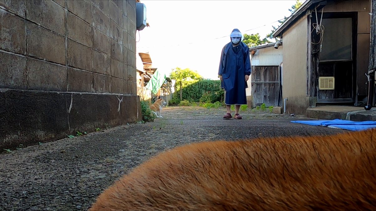 GMJpaCSCbuIDYDw's tweet image. 新キラー【どんどん洗っちゃうおじさん】
#dog #shiba #犬 #柴犬 #丸柴 #犬のいる生活 #柴犬がいる暮らし
動画はコチラより
youtu.be/fyZSzTetzUM