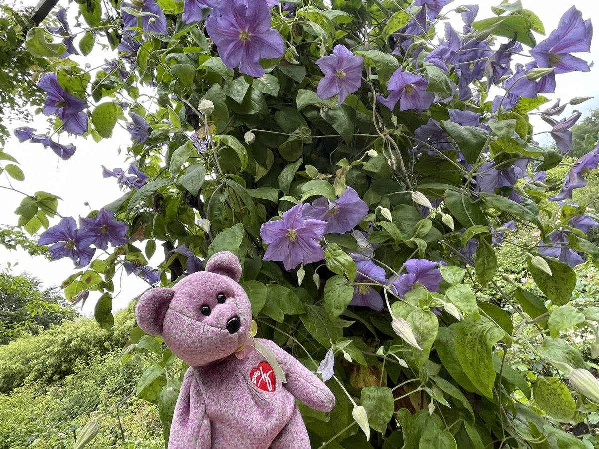 Milly found a plant she blends in with. We were on a private visit to Alnwick Gardens yesterday evening. Better weather than our boat trip on Saturday that was very wet.