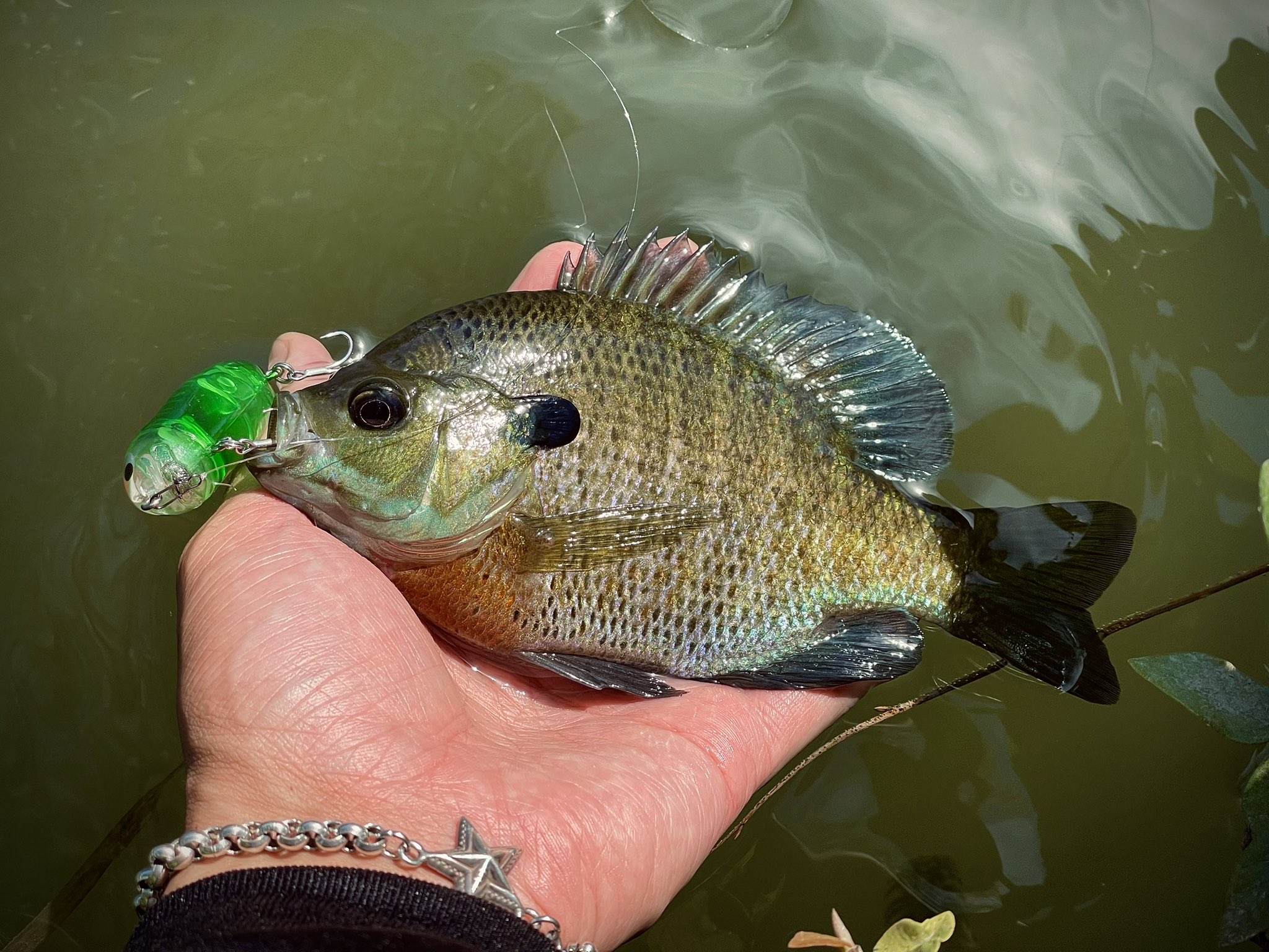 マグナムの阪神☆タイガ～すの⭐ルワー✨