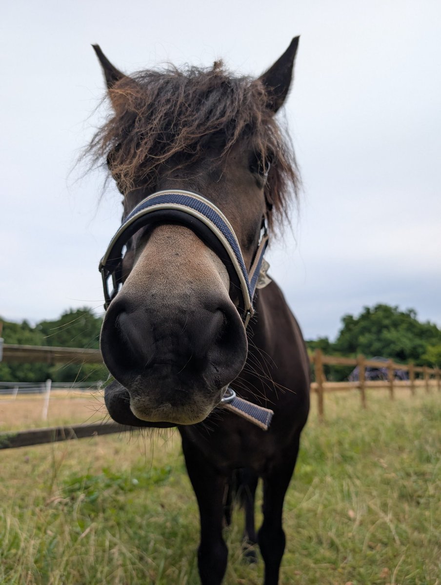 Such a kissable Exmoor pony snout 🐴❤️