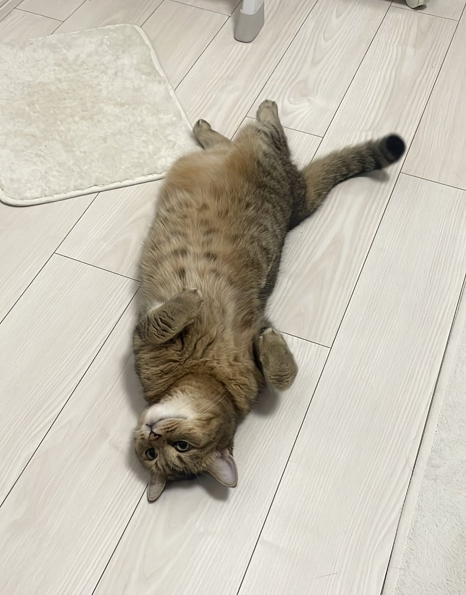 MiniraDiary's tweet image. なんか猫辞めてるヤツおる