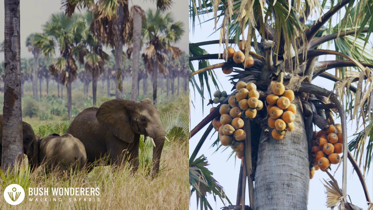 Ever seen an Elephant enjoying a Borassus fruit? These gentle giants have a surprisingly diverse diet, and these palmyra treats are clearly their favorite! A sweet moment captured in the wild by <a href="/bush_wonderers/">Bush Wonderers</a> #WalkingSafari #Elephants #BorrassusFruit #wildlife #UgandaSafari