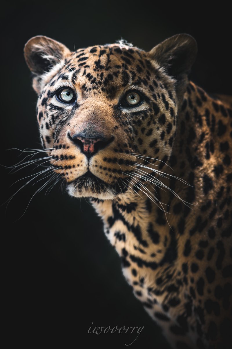 NIshi_photo_eos's tweet image. #愛用レンズを画像付きで布教する
Sigma300mm f2.8 EX DG HSM
シグマサンニッパ!写りがいいとかどうかはよく分からんけどあの【サンニッパ】を持っているという気持ちが1番大事
なんと中古で10万円 みんなの味方シグマ
