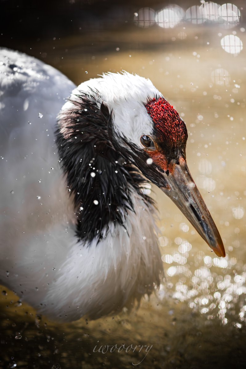 NIshi_photo_eos's tweet image. #愛用レンズを画像付きで布教する
Sigma300mm f2.8 EX DG HSM
シグマサンニッパ!写りがいいとかどうかはよく分からんけどあの【サンニッパ】を持っているという気持ちが1番大事
なんと中古で10万円 みんなの味方シグマ