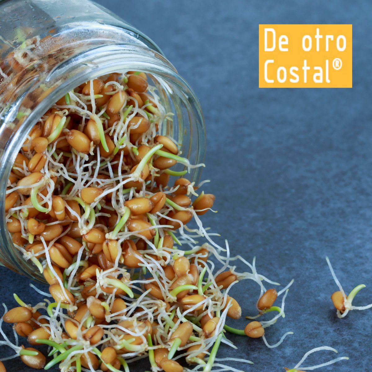 Vitartis's tweet image. ¡Damos la bienvenida a #DeOtroCostal como nuevo socio de #Vitartis! 🌾
Una empresa innovadora que apuesta por la transformación sostenible de cereales y legumbres en productos saludables y funcionales.
Seguro que su unión a los #sociosVitartis enriquecerá nuestra comunidad ✨