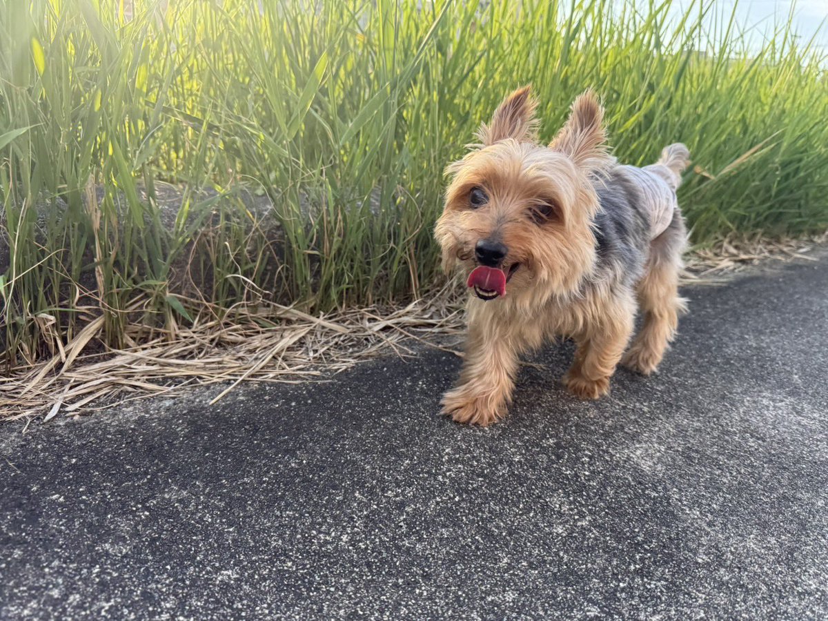 MrParanoia10's tweet image. 【迷子犬🐶】
東アピタ付近で発見して保護しました。
お尻周り汚れていたのでシャワーしてご飯、水を与えました。
犬種:ヨークシャテリア
性別:オス(去勢済)
飼い主様に届きますよう拡散お願いします🙏