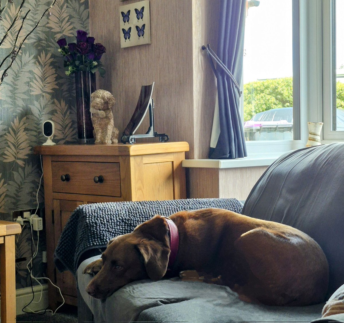 I iz taking part in today's #TourDeCouch in honour of fellow compawtitor <a href="/LolaMennola/">Lola</a> who has sadly crossed OTRB 🐾🌈💔🥺