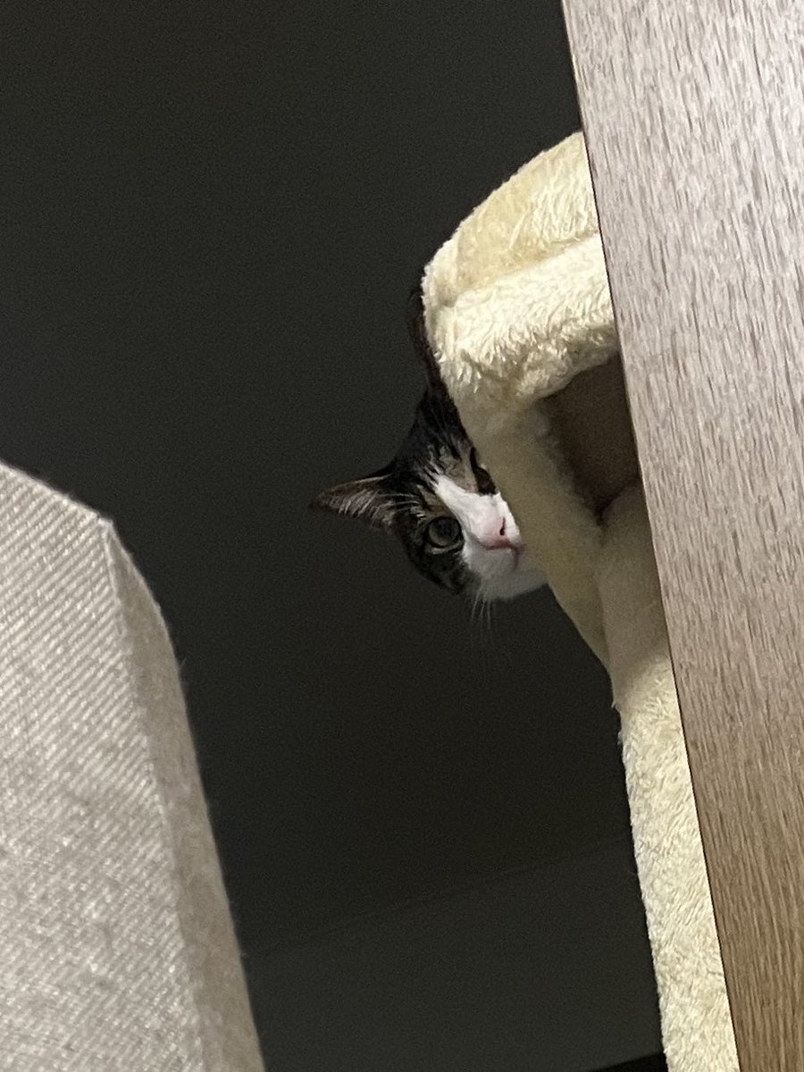yo3eku1so's tweet image. ちょいイラ顔でこっち見てる