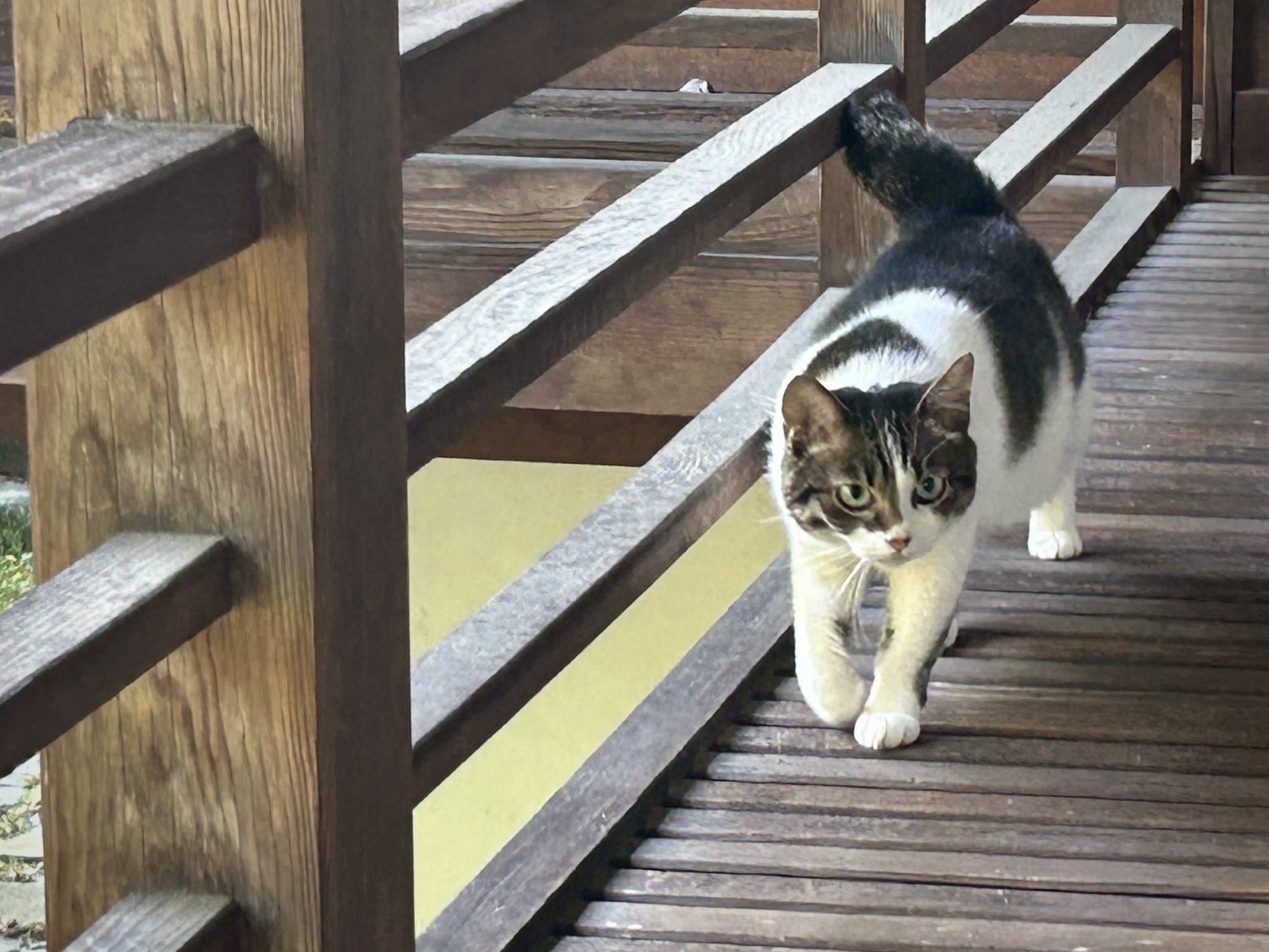 岩合光昭　クジラ　写真パネル　シリアルナンバー入り 岩合光昭 クジラ 写真パネル シリアルナンバー入り 岩合光昭