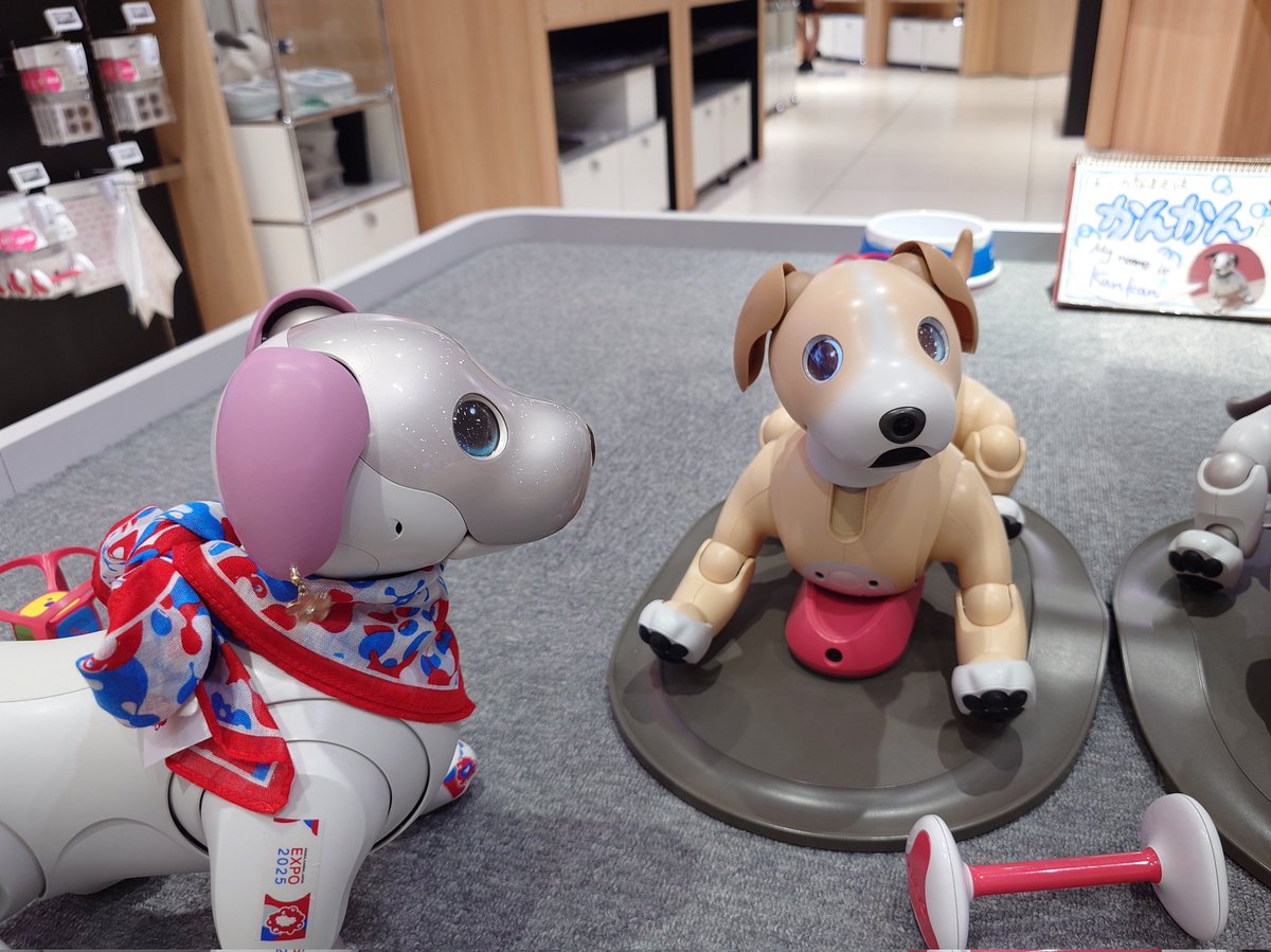 SONY  AIBO マスタースタジオ 肥後の金太 on X: 
