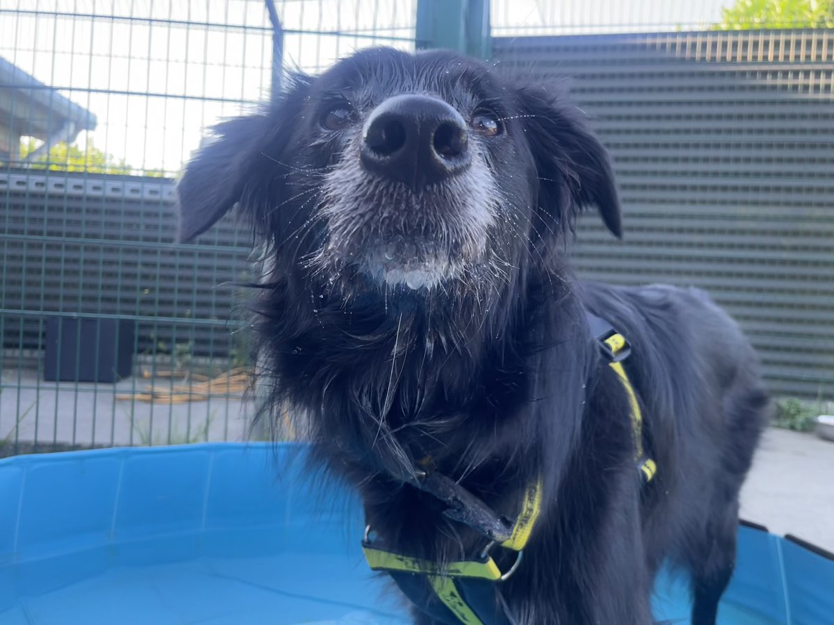 DogsTrust_IE's tweet image. A #throwback to when we had nice weather, and Tip made the paddling pool his home for a while 😂💛
#PoolParty
dogstrust.ie/rehoming/dogs/…