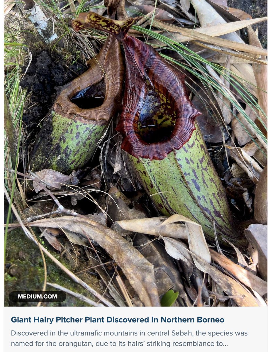 GrrlScientist's tweet photo. Giant Hairy Pitcher Plant Discovered In Northern Borneo
#SciComm by @GrrlScientist
#plants #Nepenthes #PitcherPlants #CarnivorousPlants https://t.co/ucvYdfJY1E https://t.co/FXaQt4nuQR