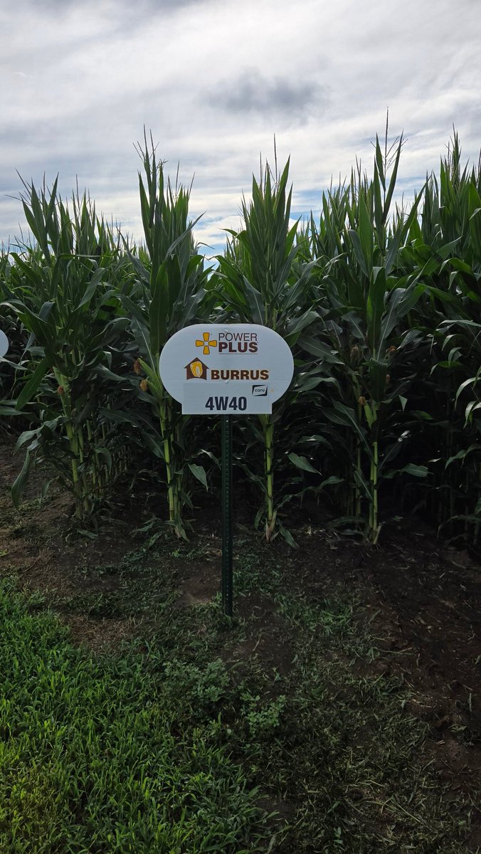 toddburrus2's tweet image. New Power Plus 4W40 brings more yield punch and faster dry down to the early end of our conventional line up. #Thinkburrus