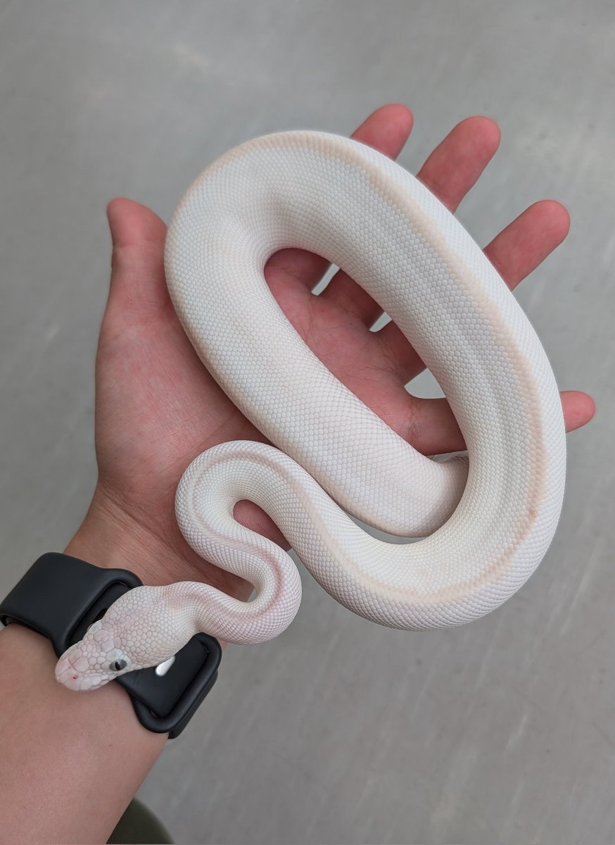 世界ヘビの日セールオススメ生体紹介！】 ・ボールパイソン 