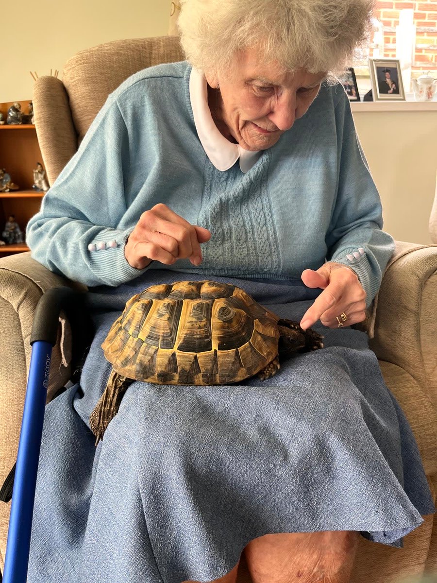 RaH_chi_bog's tweet photo. Meet Rodger... Our Right at Home tortoise 🐢 🐢 

Roger had a trip to see some of our clients this weekend.

Have a look at how he got on.🧡 🧡 https://t.co/DWIWsIWGww