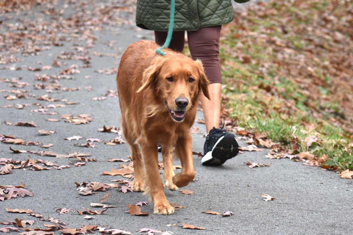 doginsightlab's tweet image. A walk isn’t a bathroom break.
It’s your dog’s version of reading the news, solving puzzles, regulating stress.
Let them sniff.
Change the route.
Scatter food in the grass.
Pause when they pause.
Enrichment isn’t a luxury.
It’s how their brain exhales.
And how trust builds.