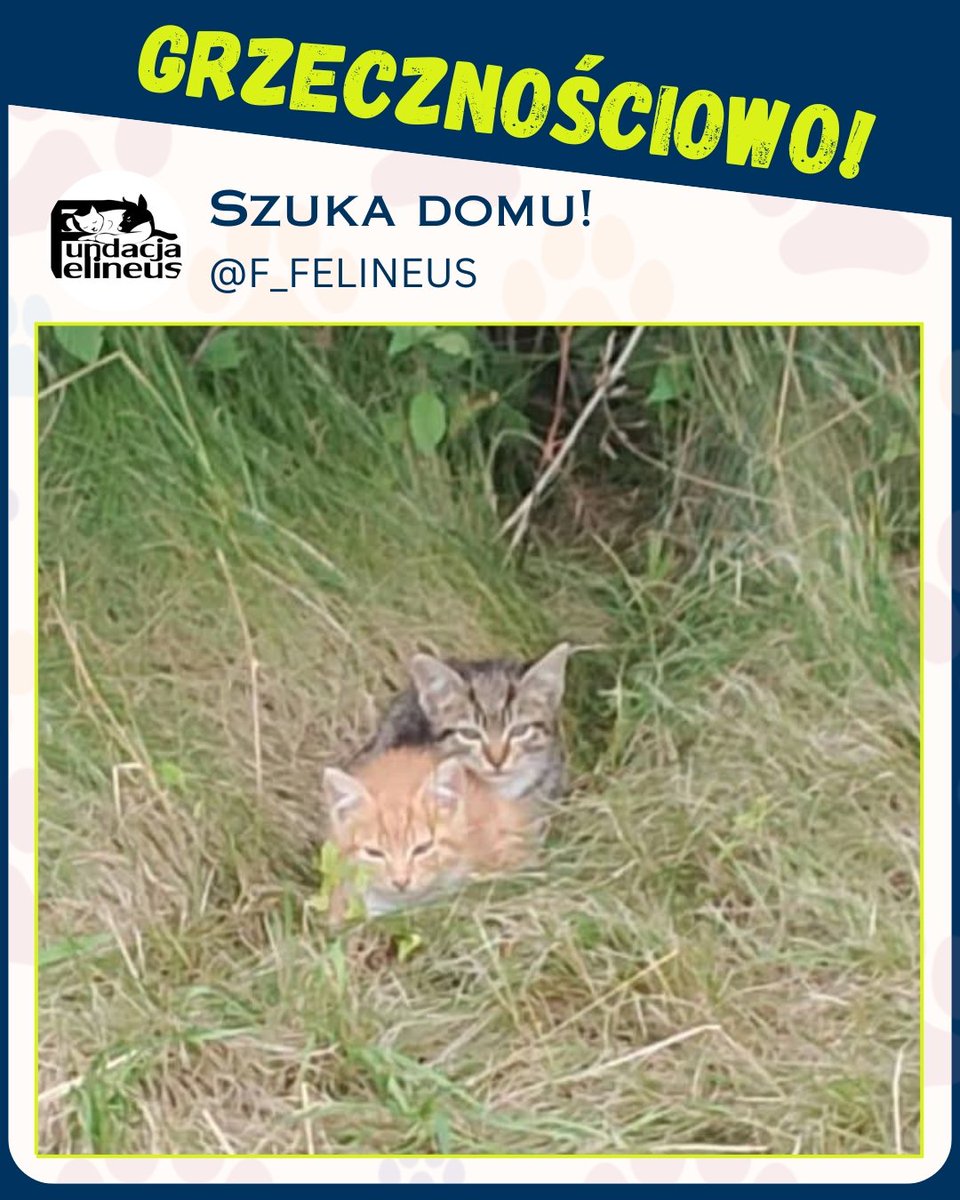 W dniu wczorajszym otrzymaliśmy zgłoszenie z miejscowości Strażów gm. Krasne.

Dwa maluszki pojawiły się na posesji jednego z domów. Bez matki.
Są wystraszone, zdziczałe. Być może urodziły się na wolności, być może ktoś pozbył się problemu i podrzucił komuś innemu.

Niestety nie