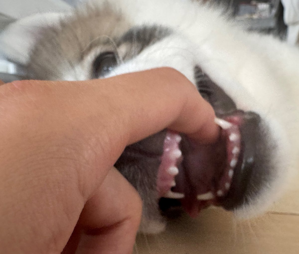 snowski1008's tweet image. まだ乳歯🦷カワイイ