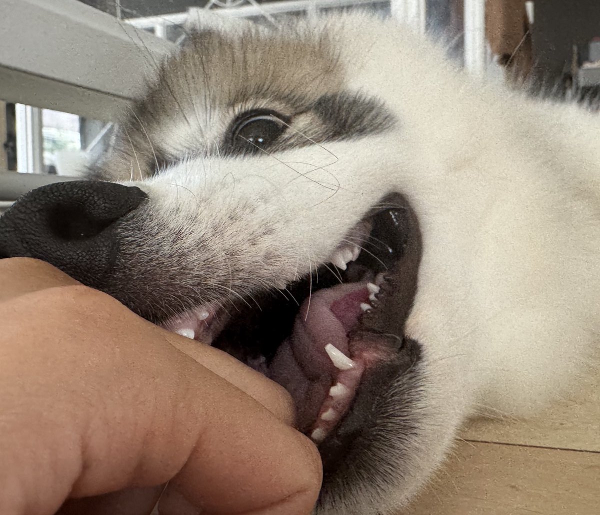 snowski1008's tweet image. まだ乳歯🦷カワイイ