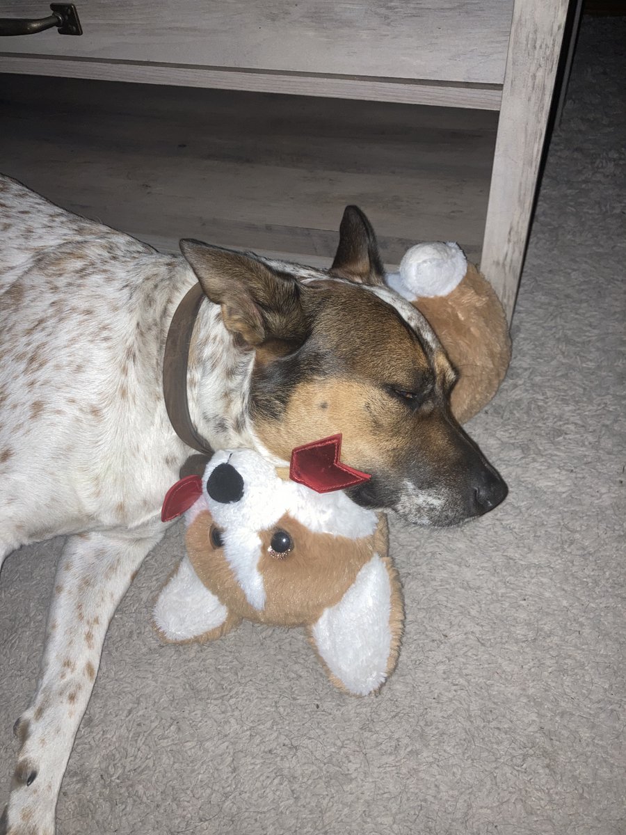While you’re stressing over Monday emails, someone else is deep in their third nap of the day 😴🐾

This employee has mastered rest culture — and yes, their benefits package includes unlimited plushie pillows.

#petboss #dog #theunemployablelife