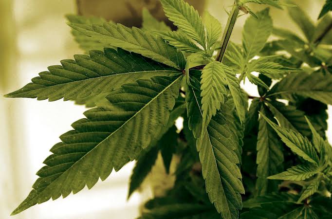 DailyTurkic's tweet image. 🇹🇷 Türkiye has approved the sale of medical cannabis in pharmacies.