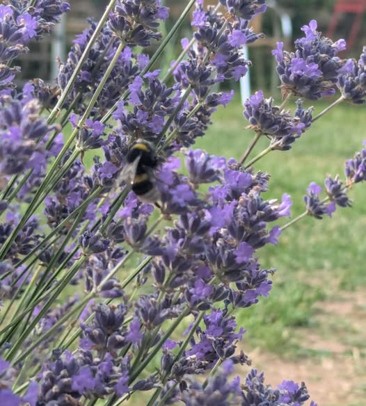 The Rotary Club of Teesdale and District Eco (@teesrotaryeco) on Twitter photo We support small pollination projects across Teesdale and have donated funds to the young members of <a href="/YMCATeesdale/">YMCA Teesdale</a> and <a href="/BarneyWitham/">The Witham</a> Youth Theatre.
For little outlay, there has been some wonderful successful planting and pollination projects!
#esrag #pollination #peopleofaction We support small pollination projects across Teesdale and have donated funds to the young members of <a href="/YMCATeesdale/">YMCA Teesdale</a> and <a href="/BarneyWitham/">The Witham</a> Youth Theatre.
For little outlay, there has been some wonderful successful planting and pollination projects!
#esrag #pollination #peopleofaction
