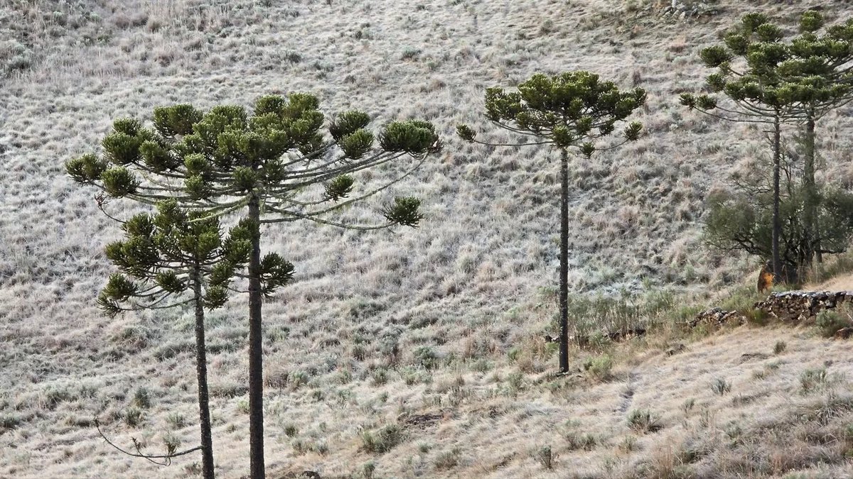 🥶 TEMPO | Cinco estados registram frio abaixo de zero com mínimas de até -7°C. ▶️ metsul.com/cinco-estados-…