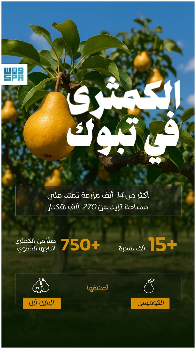 #انفوجرافيك_واس 

الكمثرى جزء من ثروة تبوك الزراعية المتنوعة.

#واس_اقتصادي