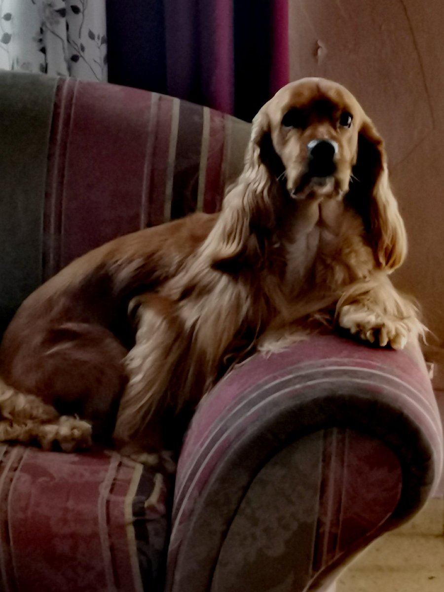 Un saludo especial para mi querido Monky hoy día de los perros, espero que nos acompañemos por más años.