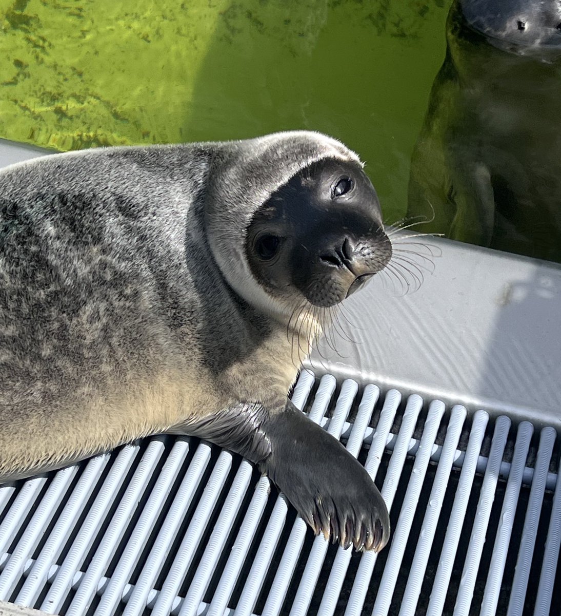 renapoly_93's tweet image. Wet seals remind me a lot of somebody with funny haircuts.
Tosti (former Uranus) could be an anime character.
Does he remind you of someone in particular? 🤔
#アザラシ幼稚園 #WECWaddenzee #zeehondencentrum