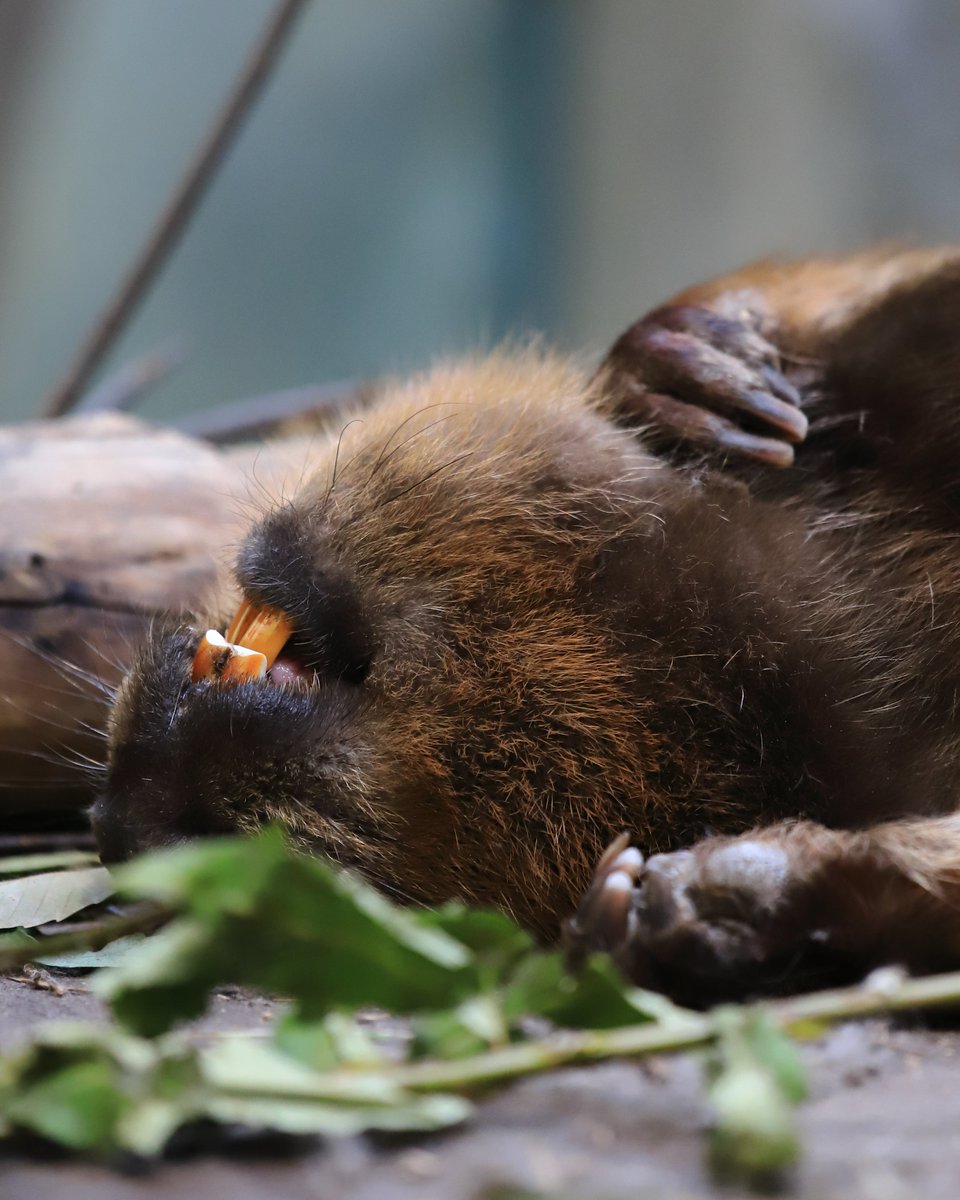Capybara_siesta's tweet image. ちびーばー運搬観たいのぅ、思ってたら、母ちゃん、ひっくり返ってお昼寝、からの大あくびで、お休みだった模様。
#ビーバー #神戸どうぶつ王国 #神戸 #beaver