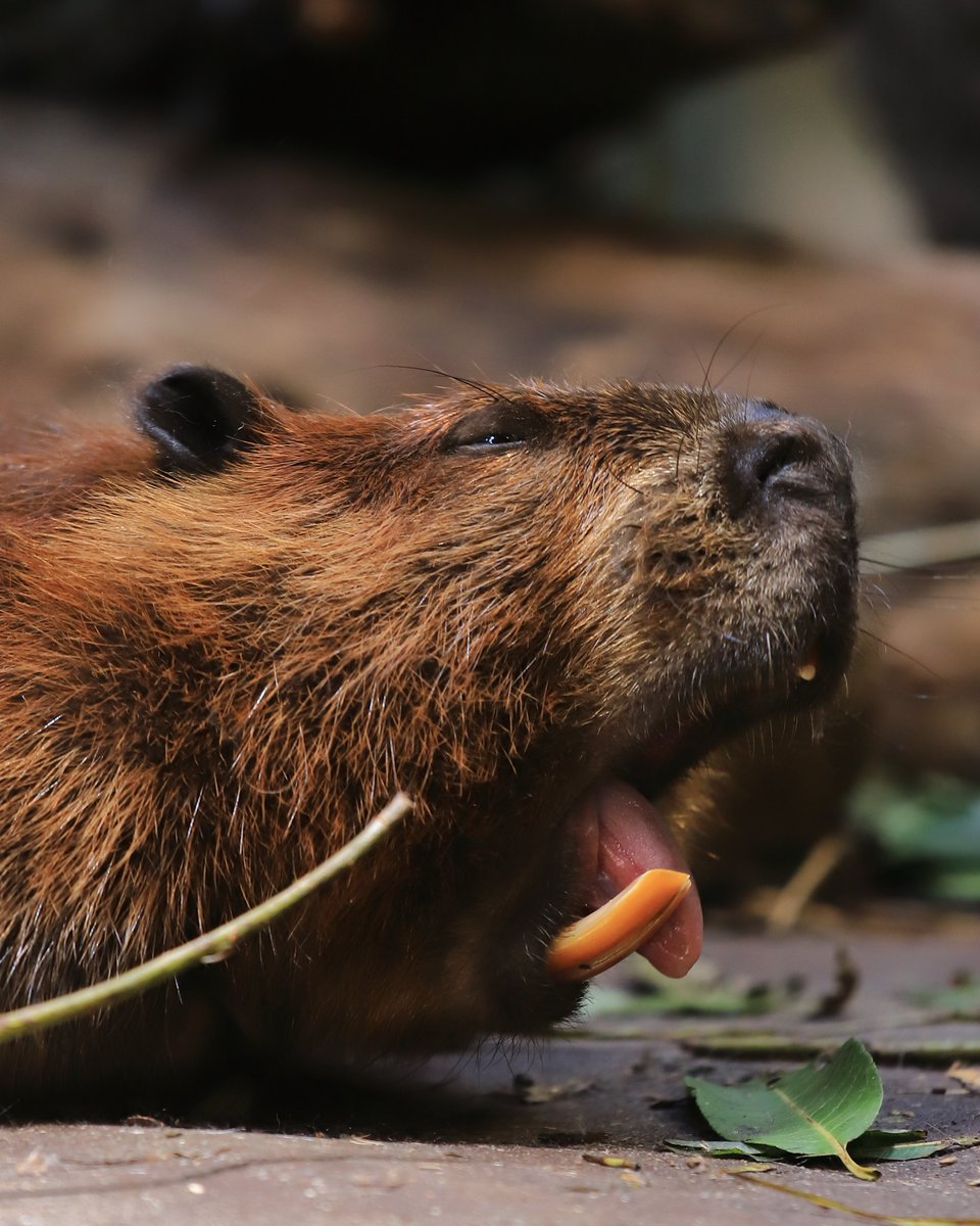 Capybara_siesta's tweet image. ちびーばー運搬観たいのぅ、思ってたら、母ちゃん、ひっくり返ってお昼寝、からの大あくびで、お休みだった模様。
#ビーバー #神戸どうぶつ王国 #神戸 #beaver