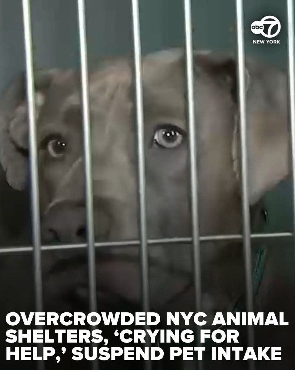 LitMoose's tweet image. Followers in or around NYC, if ever there was a time to consider adoption, that time is now.
Many pets do better in pairs or with a friend, so you can get your pet a pet or bring home a bonded pair.
If you've ever adopted, like this post. If you've adopted more than once, RT. ❤️