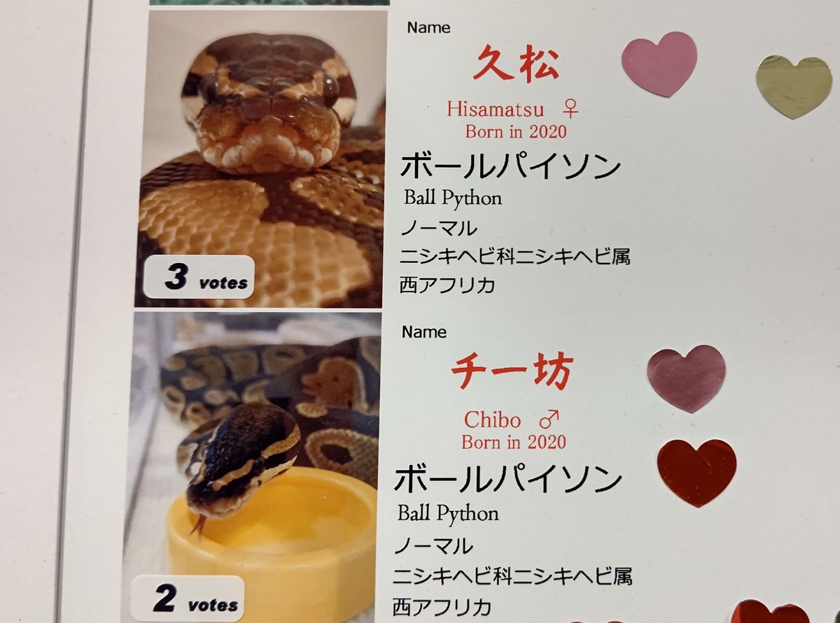 tkysnakecenter's tweet image. 今日のスペシャルスネークがボールパイソンでは久松とチー坊。どちらも5才の新人ボールパイソン。
まさに世代交代を感じた1日でした。
#東京スネークセンター
#tokyosnakecenter
#ボールパイソン
#ballpython
#久松 #チー坊
#Hisamatsu #Chibo
#ヘビカフェ
#snakecafe