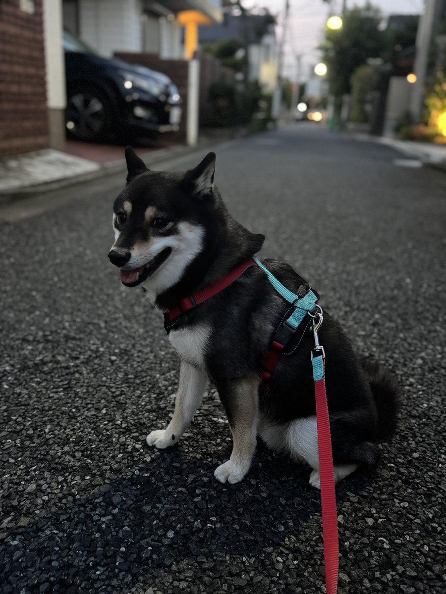 Jun1CanDo's tweet image. (午後)各方面と諸連絡、意見交換
14:00-14:30の石破総理の会見もあり、いろいろな動きが出てきています。
(18:40-19:15)久しぶりの琥太郎の散歩
やっぱり暑いので、休み休みでした😅
(21:00-23:30)ニュース番組をハシゴ
インプットしてこそのアウトプット。