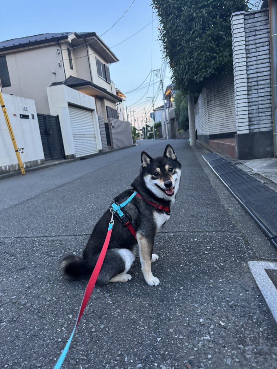 Jun1CanDo's tweet image. (午後)各方面と諸連絡、意見交換
14:00-14:30の石破総理の会見もあり、いろいろな動きが出てきています。
(18:40-19:15)久しぶりの琥太郎の散歩
やっぱり暑いので、休み休みでした😅
(21:00-23:30)ニュース番組をハシゴ
インプットしてこそのアウトプット。